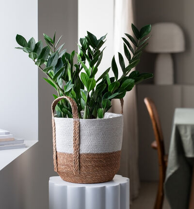 Zamioculcas 60 cm Zamioculcas 60 cm